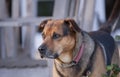 Mature black and tan dog, with grey whiskers, and big brown eyes Royalty Free Stock Photo