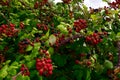 Mature Blackberries - a forest health treasury