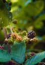 Mature Blackberry in forest