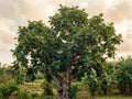Mature Breadfruit Tree in a Lush Landscape Royalty Free Stock Photo
