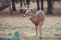 Mature buck Royalty Free Stock Photo