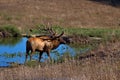Mature Bull Elk in a Mountain meadow pond Royalty Free Stock Photo