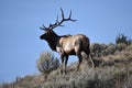 Mature Bull Elk Royalty Free Stock Photo