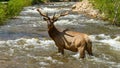 Bull Elk in Creek - Fall River at Rocky Mountain National Park Royalty Free Stock Photo