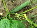 Mature Burpless cucumber ready to be picked. Next to new baby cucumbers starting to form.