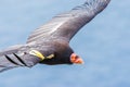 Mature California Condor Royalty Free Stock Photo