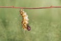 Mature caterpillar of colour segeant butterfly hanging on twig