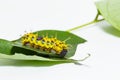 Mature caterpillar of colour segeant butterfly before transform