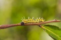 Mature caterpillar of colour segeant butterfly before transform Royalty Free Stock Photo