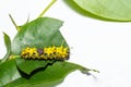 Mature caterpillar of colour segeant butterfly before transform Royalty Free Stock Photo