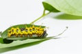 Mature caterpillar of colour segeant butterfly before transform Royalty Free Stock Photo