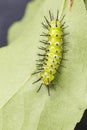 Mature caterpillar of Common leopard butterfly hanging on host p