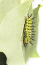 Mature caterpillar of Common leopard butterfly hanging on host p Royalty Free Stock Photo