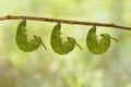 Mature caterpillar of common nawab butterfly Polyura athamas