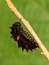 Mature caterpillar of Common Windmill butterfly Royalty Free Stock Photo