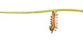 Mature caterpillar of yellow coster butterfly Acraea issoria