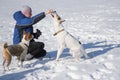 Caucasian woman feeding big white mixed breed dog outdoor while basenji dog waiting its turn Royalty Free Stock Photo