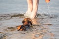 Mature caucasian woman plays ball in water with dog of Dachshund breed. Summertime theme with pet swim in river. Hot weather in Royalty Free Stock Photo