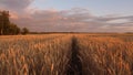 Mature cereal harvest against sky. ears of wheat shakes wind. huge yellow wheat floor in idyllic nature in golden rays