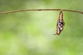 Mature chrysalis of Black-veined sergeant butterfly & x28; Athyma ran