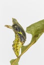 Mature chrysalis of commander butterfly on leaf