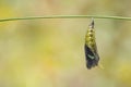 Mature chrysalis of Common jay butterfly Graphium doson on twig and green background