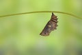 Mature chrysalis of great eggfly butterfly Hypolimnas bolina L