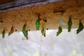 Mature cocoon of the butterfly is hanging in the insectarium