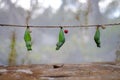 Mature cocoon of the butterfly is hanging in the insectarium