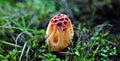 Mature Colus hirudinosus, stinkhorn fungus Royalty Free Stock Photo