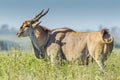 Mature Common Eland Buck Royalty Free Stock Photo