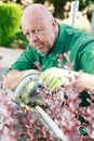 Mature concentrated man cutting hedge