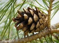 Mature cone of pine