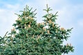 Spanish fir with mature cones in top of the tree