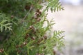 mature cones oriental arborvitae and foliage thuja. close up of bright green texture of thuja leaves with brown seed cones. Royalty Free Stock Photo