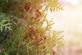 Mature cones oriental arborvitae and foliage thuja. close up of bright green texture of thuja leaves with brown seed cones. flare. Royalty Free Stock Photo