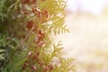 mature cones oriental arborvitae and foliage thuja. close up of bright green texture of thuja leaves with brown seed cones. flare. Royalty Free Stock Photo