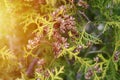 mature cones oriental arborvitae and foliage thuja. close up of bright green texture of thuja leaves with brown seed cones. flare. Royalty Free Stock Photo