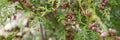 Mature cones oriental arborvitae and foliage thuja. close up of bright green texture of thuja leaves with brown seed cones. banner Royalty Free Stock Photo