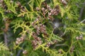 mature cones oriental arborvitae and foliage thuja. close up of bright green texture of thuja leaves with brown seed cones. Royalty Free Stock Photo