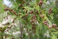 mature cones oriental arborvitae and foliage thuja. close up of bright green texture of thuja leaves with brown seed cones. Royalty Free Stock Photo