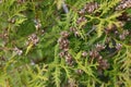 mature cones oriental arborvitae and foliage thuja. close up of bright green texture of thuja leaves with brown seed cones. Royalty Free Stock Photo