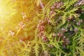 mature cones oriental arborvitae and foliage thuja. close up of bright green texture of thuja leaves with brown seed cones Royalty Free Stock Photo