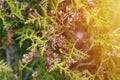 mature cones oriental arborvitae and foliage thuja. close up of bright green texture of thuja leaves Royalty Free Stock Photo