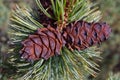 Mature cones on pine elfin.