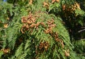 Mature cones thuja occidentalis Thuja occidentalis L