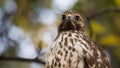 Mature Cooper\'s Hawk stares at camera in macro view Royalty Free Stock Photo