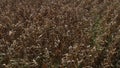 Mature Corn Crop Awaiting Harvest, Sisak