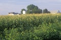 Mature Corn crops