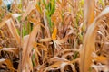 Mature corn among dry corn fields represents the culmination of hard work and nature\'s ability to thrive even in challenging Royalty Free Stock Photo